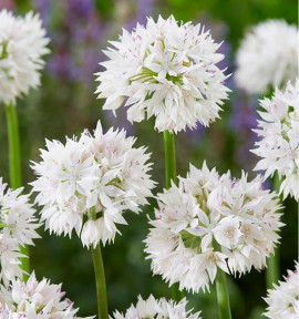 ALLIUM GRACEFULL BEAUTY