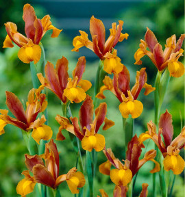 IRIS DE HOLLANDE AUTUMN PRINCESS