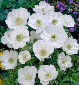 ANEMONES DE CAEN THE BRIDE