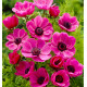 ANEMONES DE CAEN SYLPHIDE