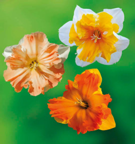 COLIBRIANT 18 NARCISSES ORCHIDEES : 6 EDINBURGH + 6 OUTRIGHT ORANGE + 6 ORANGERY