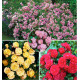 COLIBRIANT 3 ROSIERS THE FAIRY