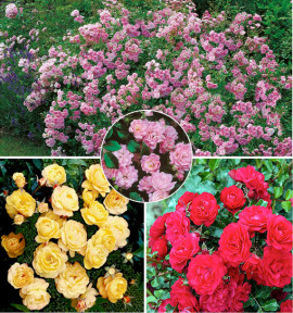 COLIBRIANT 3 ROSIERS THE FAIRY : 1 ROSE + 1 JAUNE + 1 ROUGE