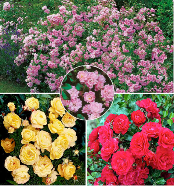 COLIBRIANT 3 ROSIERS THE FAIRY