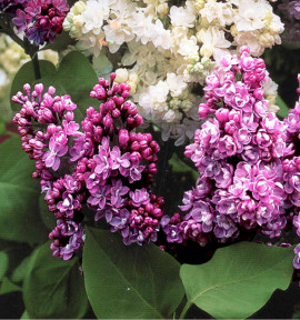 LILAS MICHEL BUCHNER