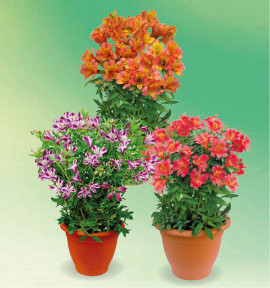 COLIBRIANT 3 ALSTROEMÈRES ROYALES : 1 HENRI + 1 VALENTINE + 1 ELISABETH