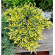 GENEVRIER SUNFLOWER
