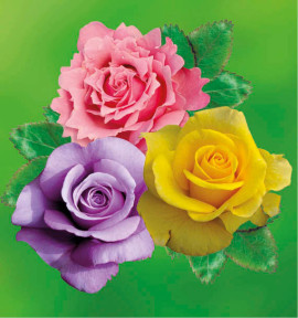 COLIBRIANT 3 ROSIERS BUISSONS : 1 BLUE MOON + 1 PARFUM DE LIBERTE + 1 GOLDSTAR