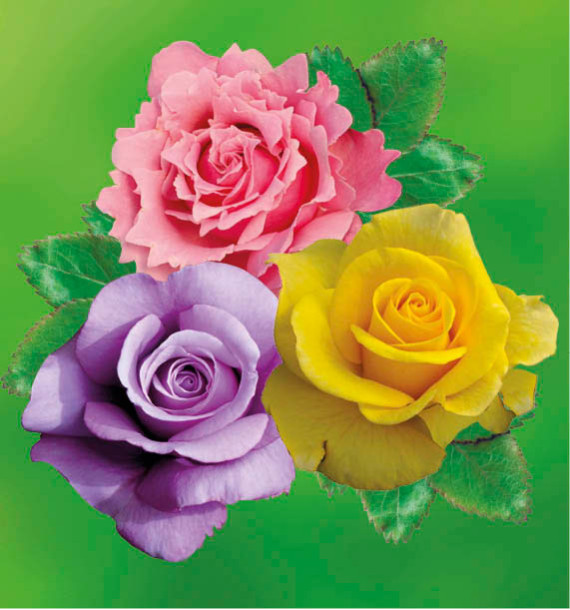 COLIBRIANT 3 ROSIERS BUISSONS : 1 BLUE MOON + 1 PARFUM DE LIBERTE + 1 GOLDSTAR