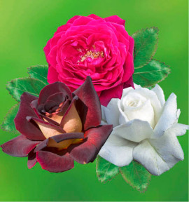 COLIBRIANT 3 ROSIERS BUISSONS : 1 EDDY MITCHELL + 1 ORIENT + 1 ANNAPURNA