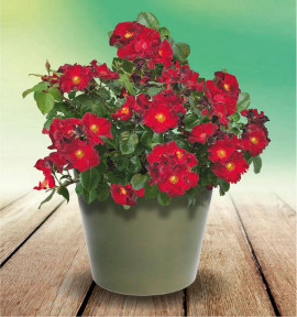 ROSIER ISN'T SHE® LOVELY