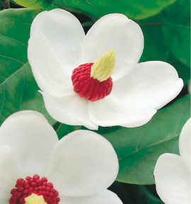 MAGNOLIA D’ÉTÉ SIEBOLDI