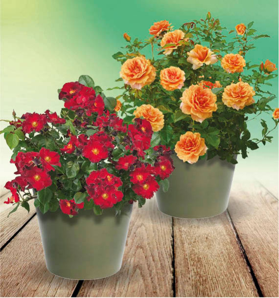 COLIBRIANT DE 2 ROSIERS ISN'T SHE : 1 BEAUTIFUL + 1 LOVELY