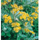 BRACHYGLOTTIS GREYI SUNSHINE