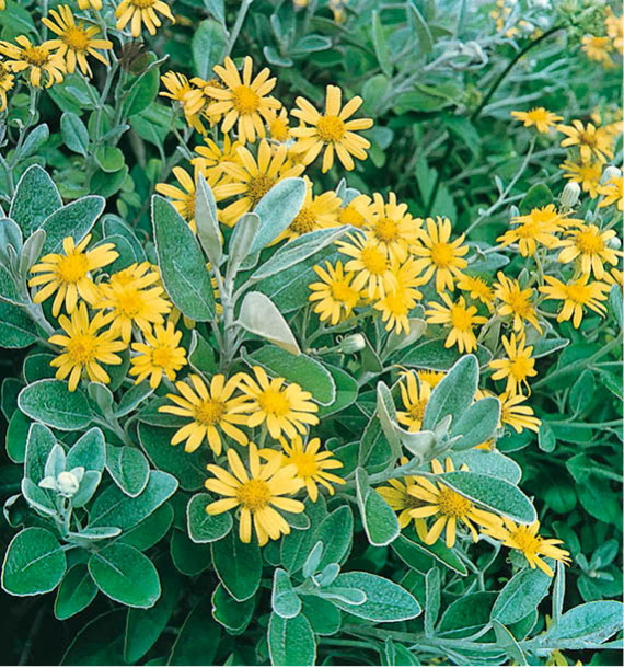 BRACHYGLOTTIS GREYI SUNSHINE