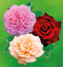 COLIBRIANT 3 ROSIERS BUISSONS : 1 BORNEO ODORE + 1 DIAMOND JUBILEE + 1 MILDRED SCHEEL