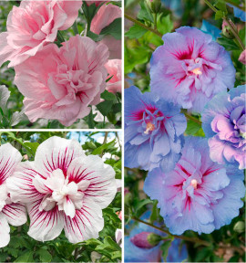 COLIBRIANT 3 HIBISCUS CHIFFON : 1 PINK CHIFFON + 1 BLUE CHIFFON + 1 STARBURST CHIFFON