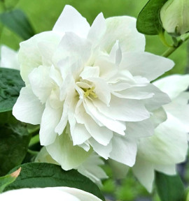 SERINGAT PEARLS OF PERFUME