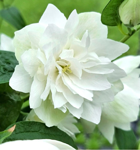 SERINGAT PEARLS OF PERFUME