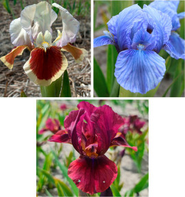 COLIBRIANT 3 IRIS PUMILA : 1 RED HEART + 1 BLUE DENIM + 1 LADY IN RED