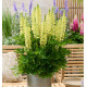 LUPINUS LUPINOVA® LENORA