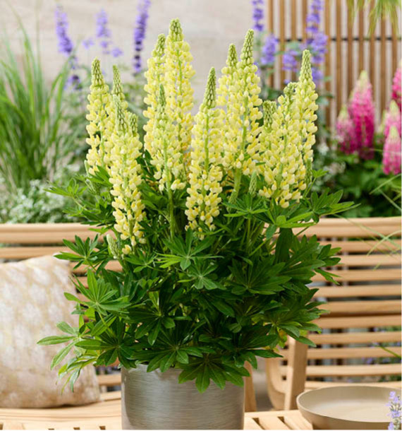 LUPINUS LUPINOVA® LENORA