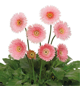GERBERA GARVINEA® MAJESTIC LIGHT PINK
