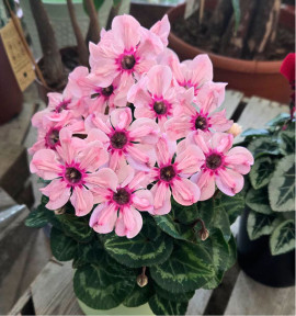 CYCLAMEN ILLUSIA