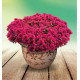 SEDUM SCHORBUSER BLUT