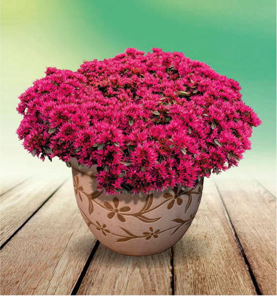 SEDUM SCHORBUSER BLUT