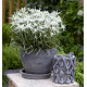 EDELWEISS BLOSSOM OF SNOW®