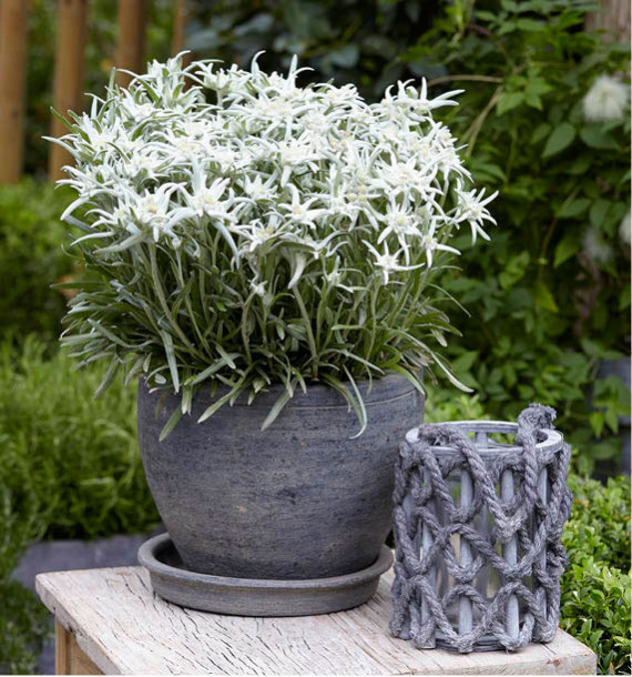 EDELWEISS BLOSSOM OF SNOW®