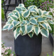 HOSTA FIRN LINE
