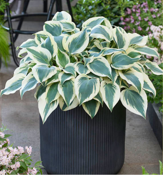 HOSTA FIRN LINE