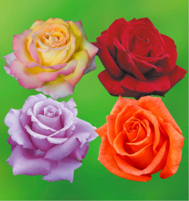 COLIBRIANT 4 ROSIERS BUISSONS : 1 JORO + 1 Mme A.MEILLAND + 1 POEMA + 1 VIOLET PERFUME