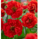 GEUM FIRESTARTER
