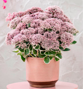 SEDUM LA VIE EN ROSE
