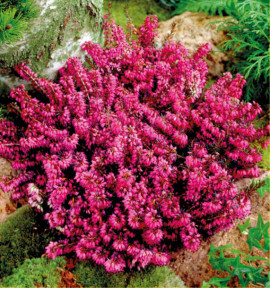 BRUYERE DES NEIGES MYRETOUN RUBY