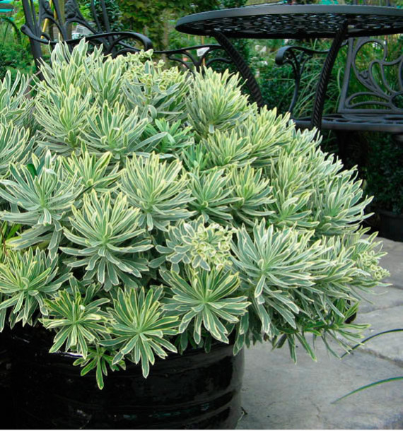 EUPHORBE SILVER SWAN