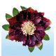 HELLEBORE DOUBLE ELLEN® FLASH