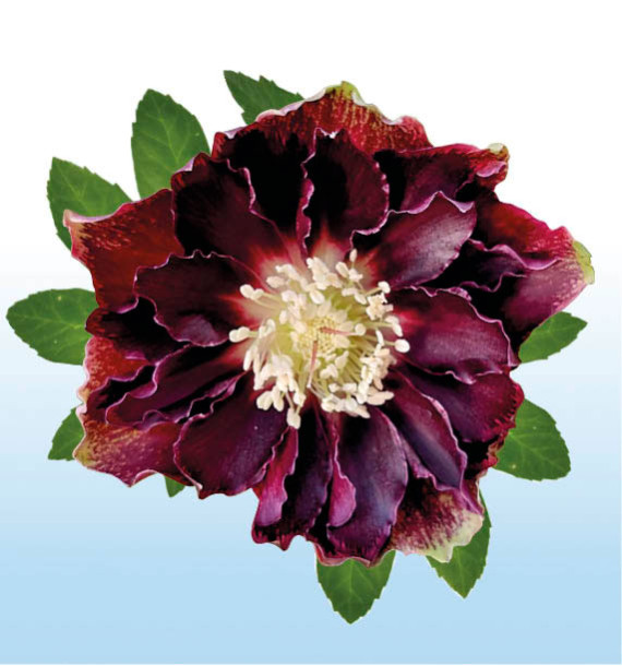 HELLEBORE DOUBLE ELLEN® FLASH