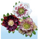COLIBRIANT 3 HELLEBORES DOUBLES ELLEN® : 1 WHITE SPOTTED + 1 FLASH + 1 PICOTEE
