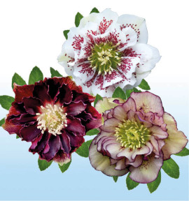 COLIBRIANT 3 HELLEBORES DOUBLES ELLEN® : 1 WHITE SPOTTED + 1 FLASH + 1 PICOTEE