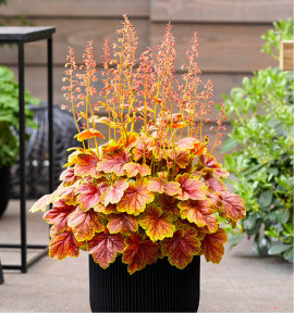 HEUCHERA ETERNAL FLAME