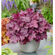 HEUCHERA ETERNAL FLAME