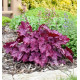 HEUCHERA ETERNAL FLAME