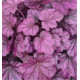 HEUCHERA ETERNAL FLAME