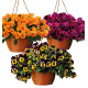 COLIBRIANT 9 PENSEES CASCADES TOP WAVE