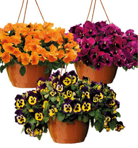 COLIBRIANT 9 PENSEES CASCADES TOP WAVE : 3 ORANGE + 3 ROSE BLOTCH + 3 PURPLE SUNBURST