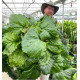 BERGENIA RIPPLE EFFECT®